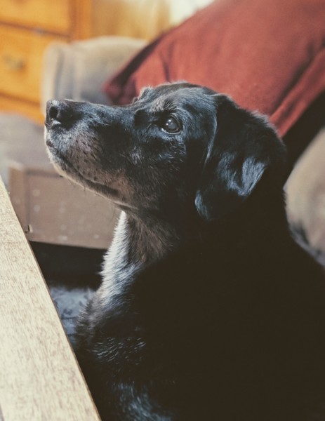Dog Friendly Accommodation