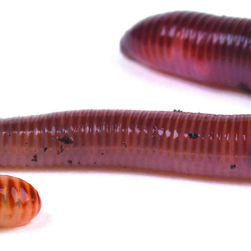 Worms & Larvae Bailey's Reptile's and Pet Supplies Doncaster Ltd