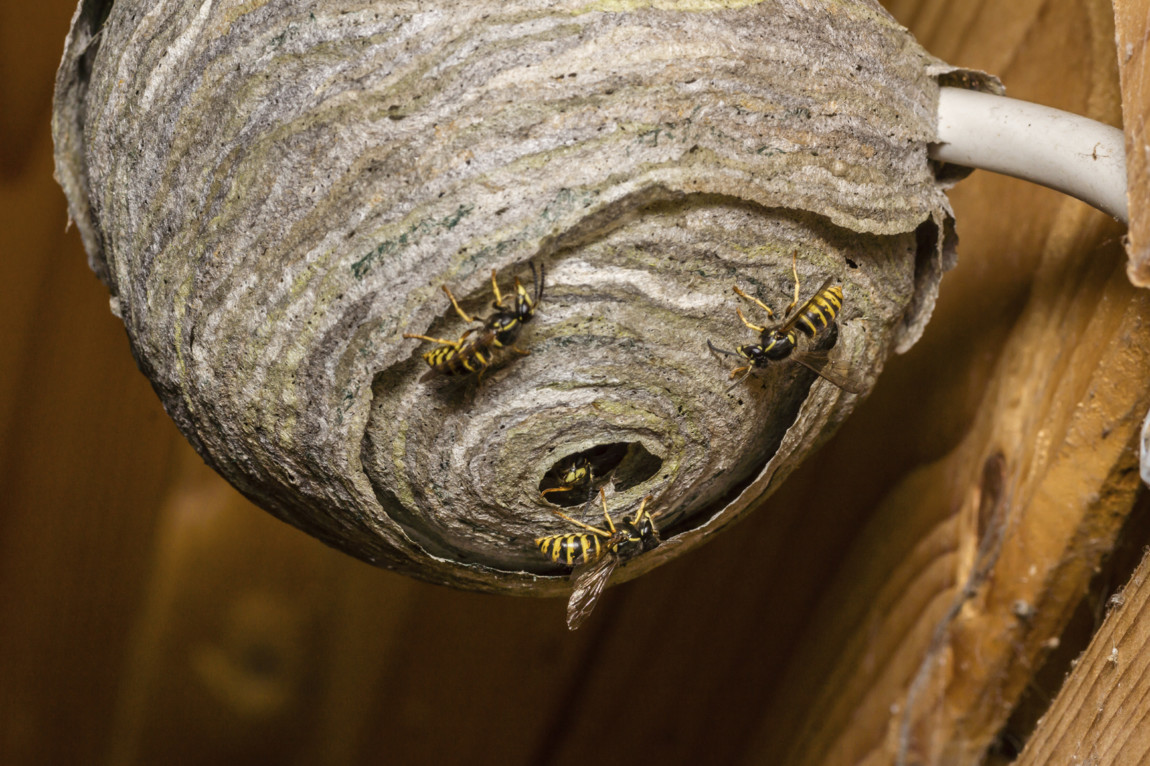 Wasp control