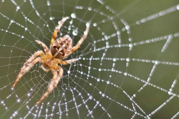 spider setting off a burglar alarm