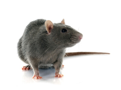 Rat-control-Enfield
