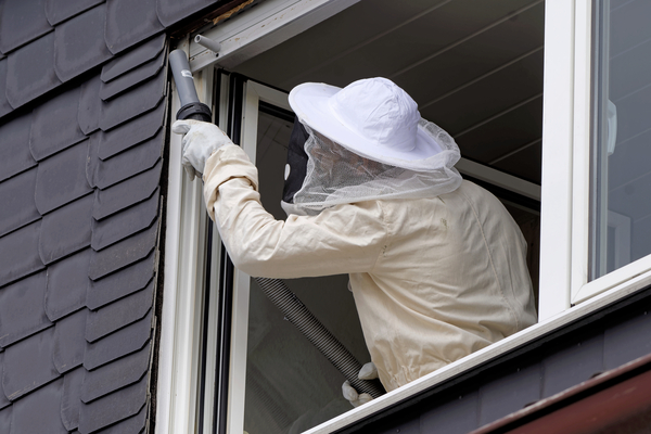 Wasps and Hornets, the Summer Season Unwanted Guests