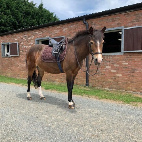 TIGGY