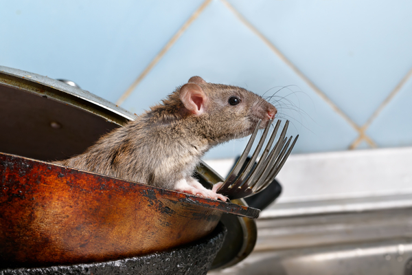 Is your commercial kitchen ready to reopen?