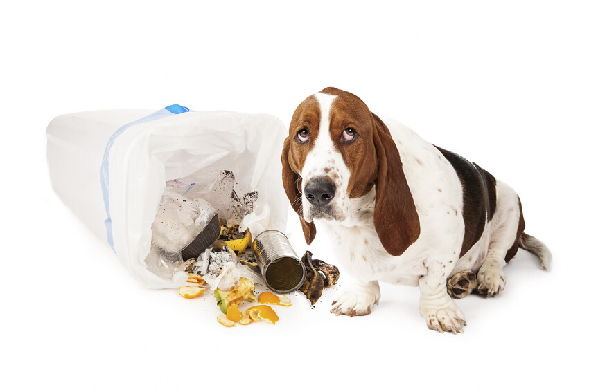 Behaviour Services
