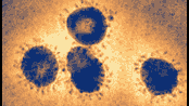 Weather controls the viral load in the atmosphere