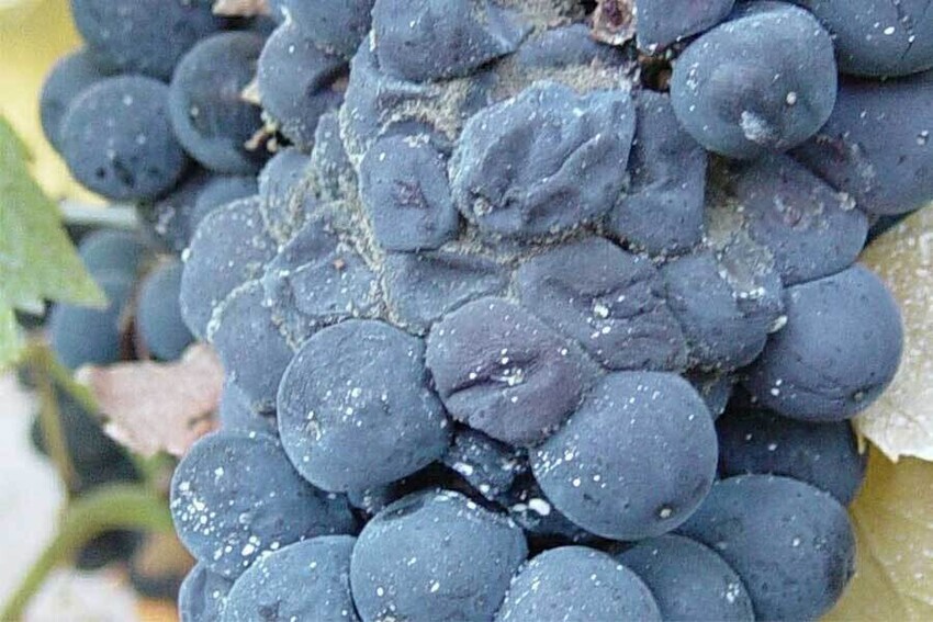 Winemaking