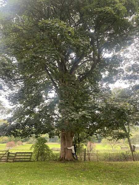 How Are People Like Trees? Hint – Trees Are Resilient