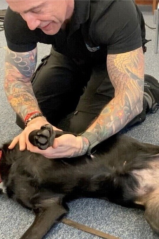 Canine massage