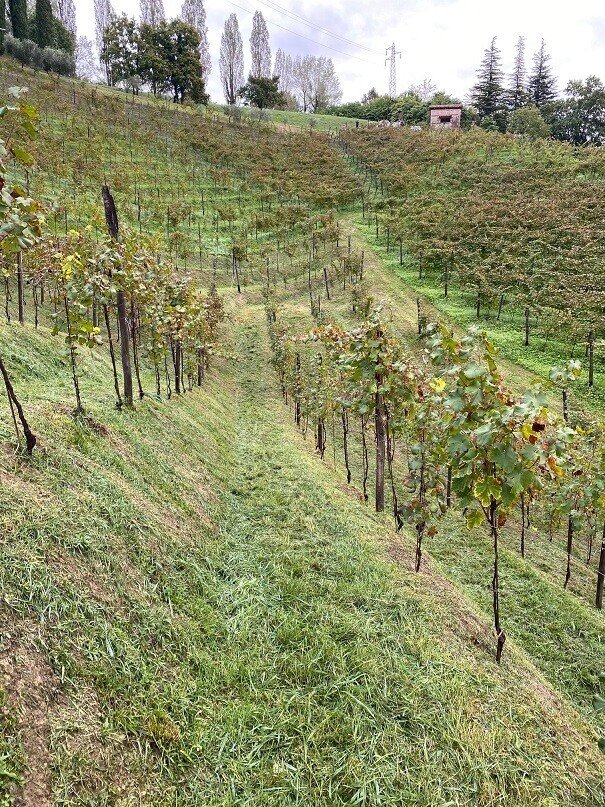 Asolo - Prosecco that Knows its Place