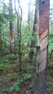 The road to Polesiye, the land of bogs and fogs