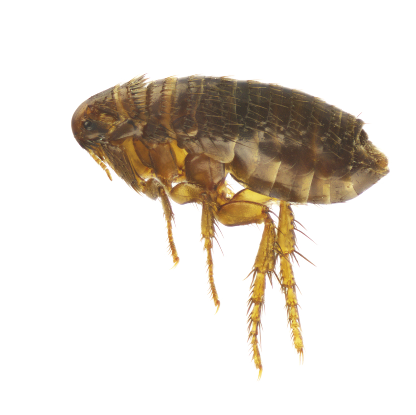 Flea-pest