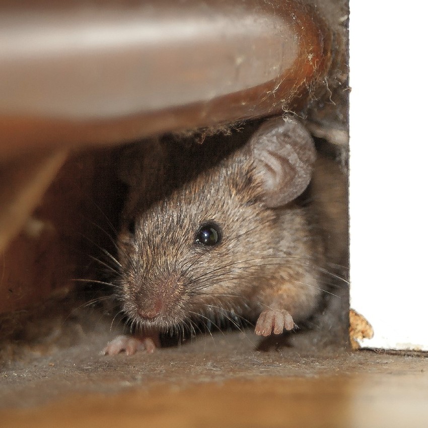 Mouse-pest