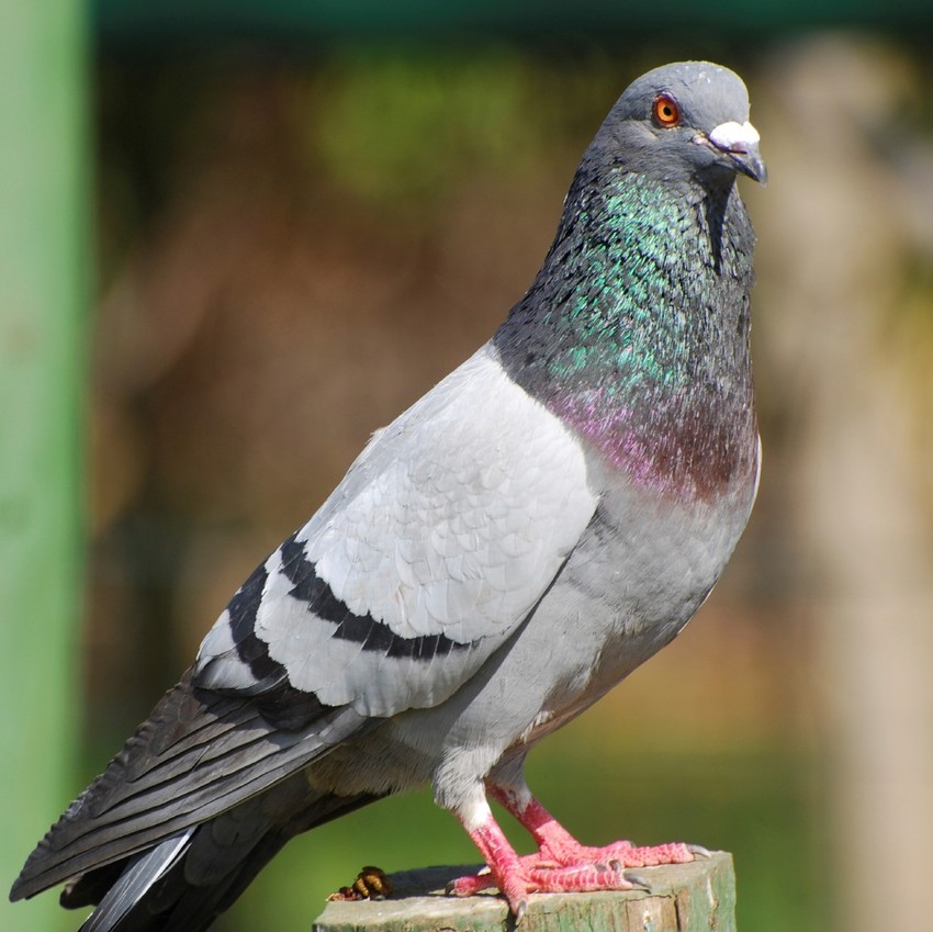 Pigeon-pest
