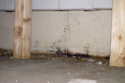 Dampness in Fish Rooms