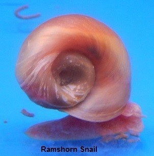 Snails