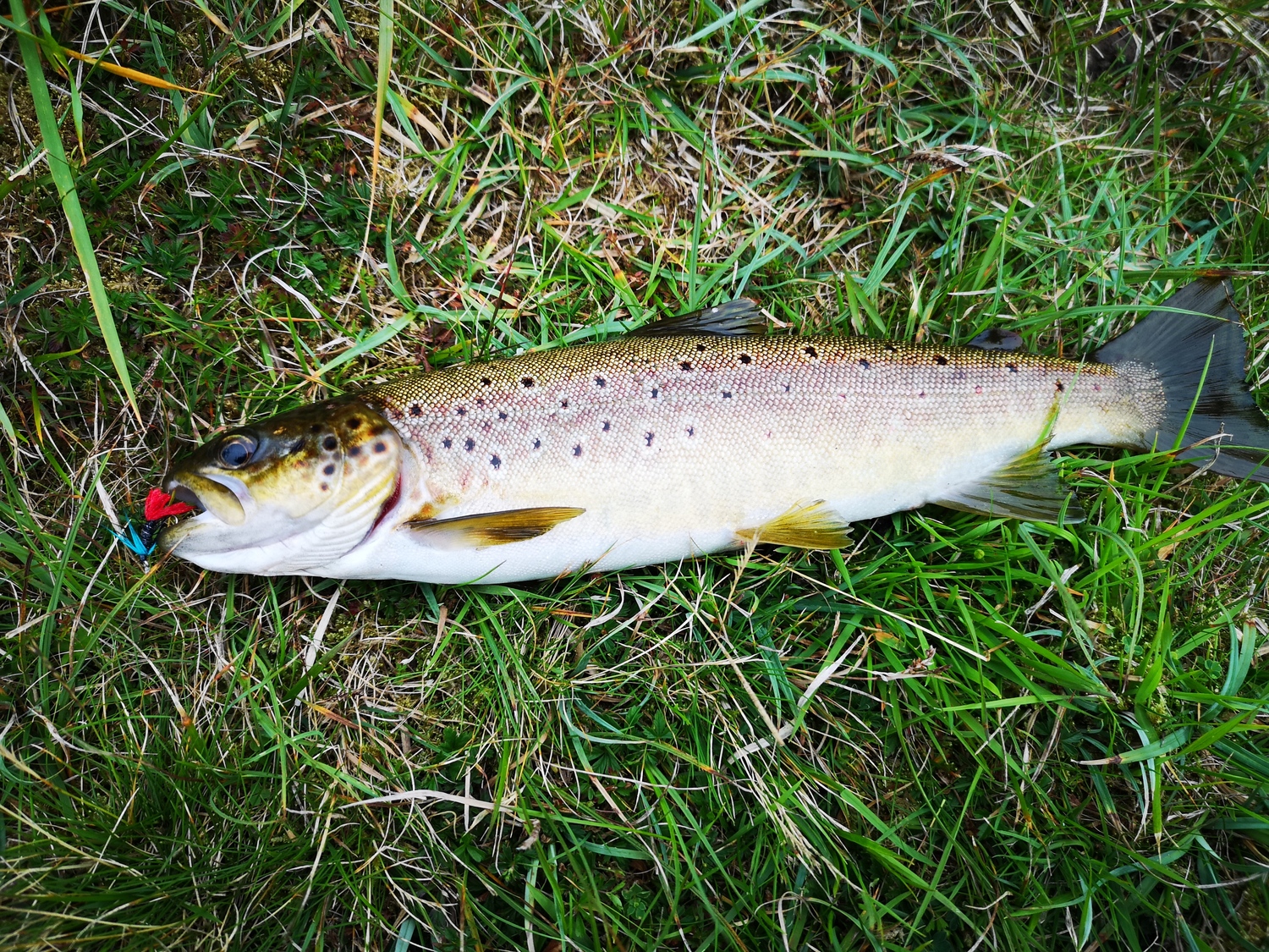 Reports Lochmaddy Hotel Hotel North Uist Fishing North Uist
