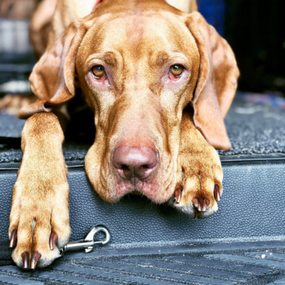 Clever trained dogs