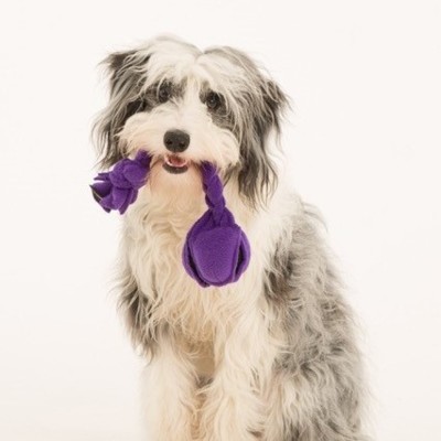 Clever trained dogs