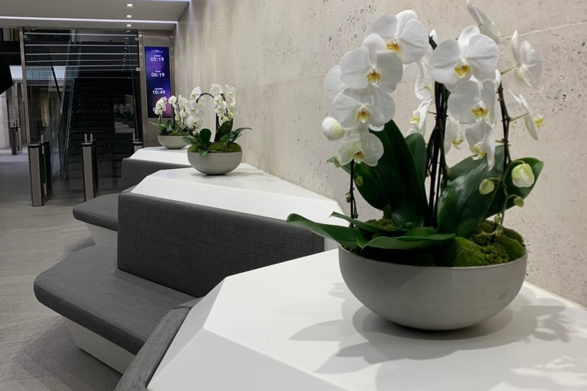 Orchid Arrangements